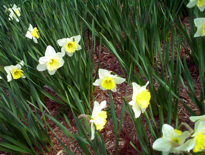 Not even a two-megapixel sieve can shut out daffodils' inherent, knock-you-over prettiness. ...These are daffodils, right?